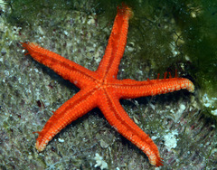 Fromia pacifica