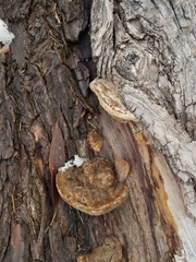Coriolopsis gallica