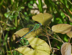 Erpetogomphus