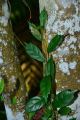 Eustigma oblongifolium