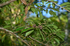 Eustigma oblongifolium