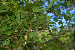Eustigma oblongifolium