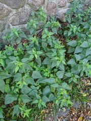 Urtica dioica