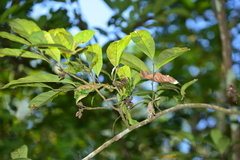 Eustigma oblongifolium