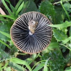 Psathyrella