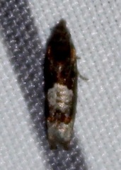 Eucosma parmatana