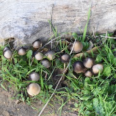 Psathyrella