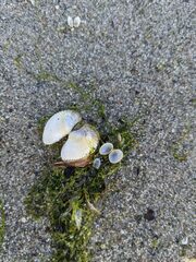 Cerastoderma edule