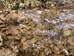 Lasallia