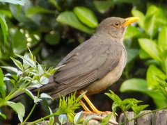 Turdus smithi