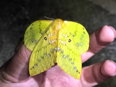 Trabala krishna