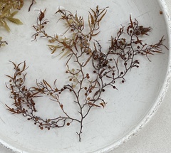 Sargassum natans