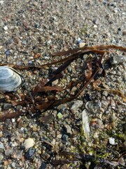 Zostera