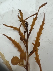 Sargassum natans