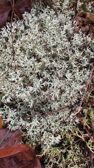 Cladonia
