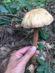 Laccaria squarrosa image