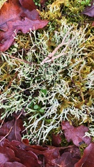 Cladonia