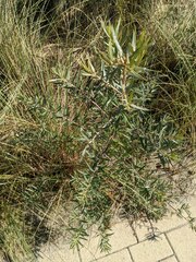Hippophae