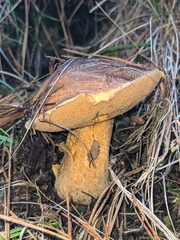 Suillus fuscotomentosus