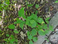 Rubus
