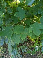 Acer pseudoplatanus