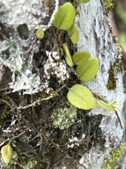 Microgramma piloselloides