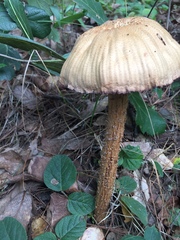 Laccaria squarrosa image