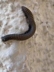 Ommatoiulus rutilans