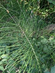 Equisetum telmateia