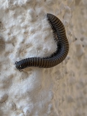 Ommatoiulus rutilans