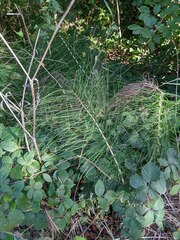 Equisetum telmateia