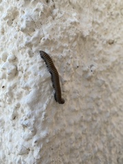 Ommatoiulus rutilans