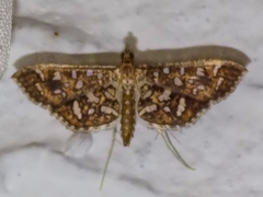 Nausinoe geometralis