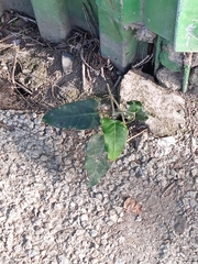 Araujia sericifera