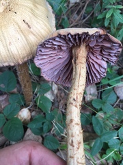 Laccaria squarrosa image