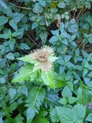 Cirsium oleraceum