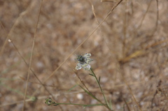 Nigella arvensis