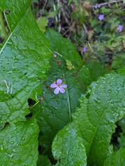 Geranium robertianum