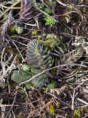Petrosedum rupestre