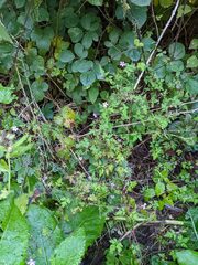 Geranium robertianum
