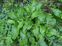 Cirsium oleraceum