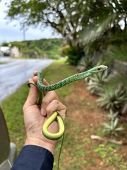 Philothamnus semivariegatus