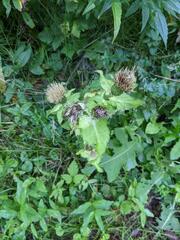 Cirsium oleraceum
