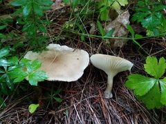 Clitocybe subclavipes