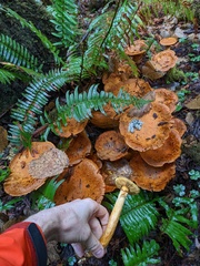 Gymnopilus ventricosus