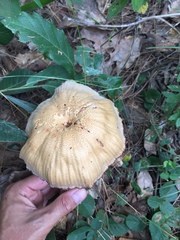 Laccaria squarrosa image