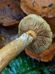 Gymnopilus ventricosus