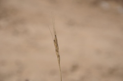 Aegilops sharonensis