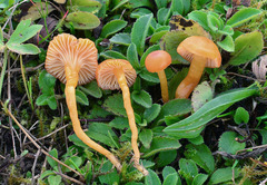 Hygrocybe insipida