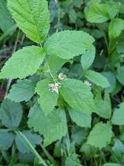 Rubus